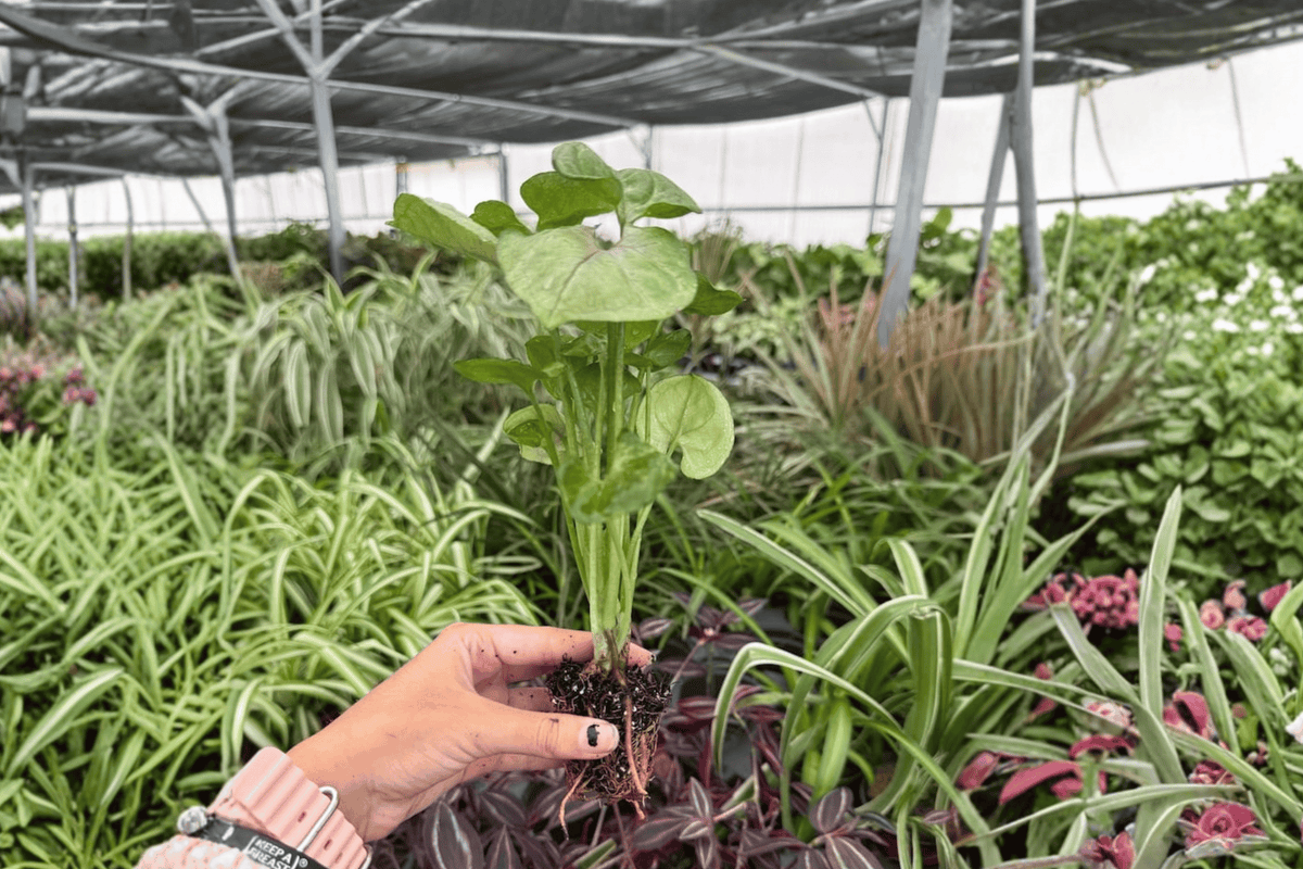 Syngonium Mango Allusion 2 Exact Live Starter Plants – Plug Plants – Syngonium podophyllum