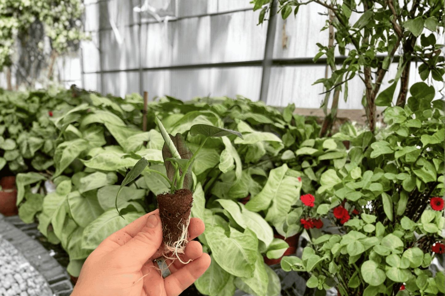 Alocasia Dragon Wing 2 Exact Live Starter Plants – Alocasia Hybrid