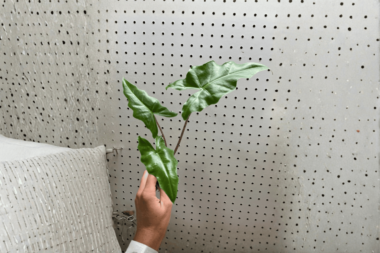 2 Alocasia Golden Dragon Starter Plants – Bare Root – Alocasia 'Golden Dragon'