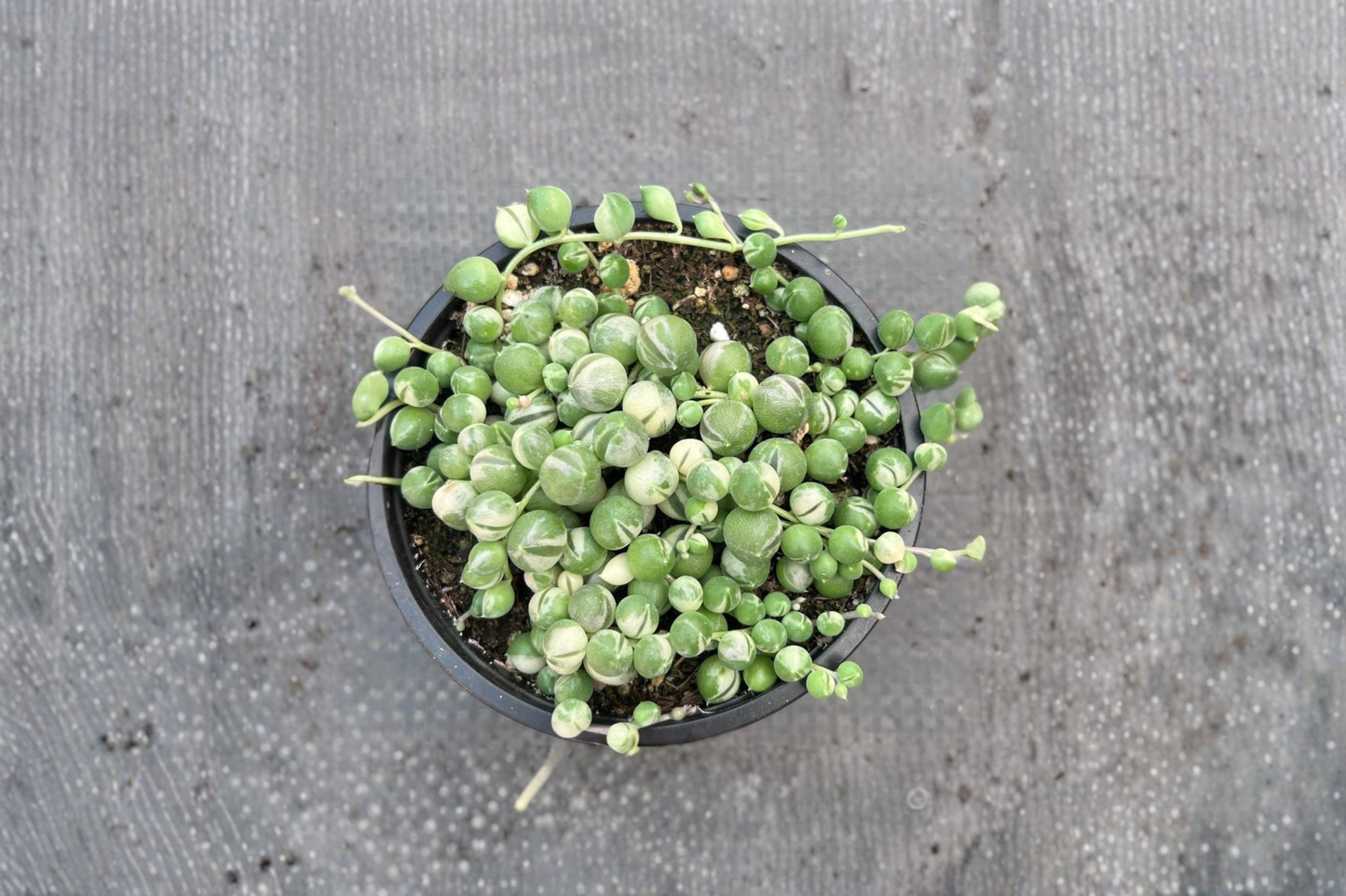 Variegated String of Pearls Live Succulent Plant Trailing Houseplant in 2 Inch Pot Indoor Outdoor Hanging Plant Gift