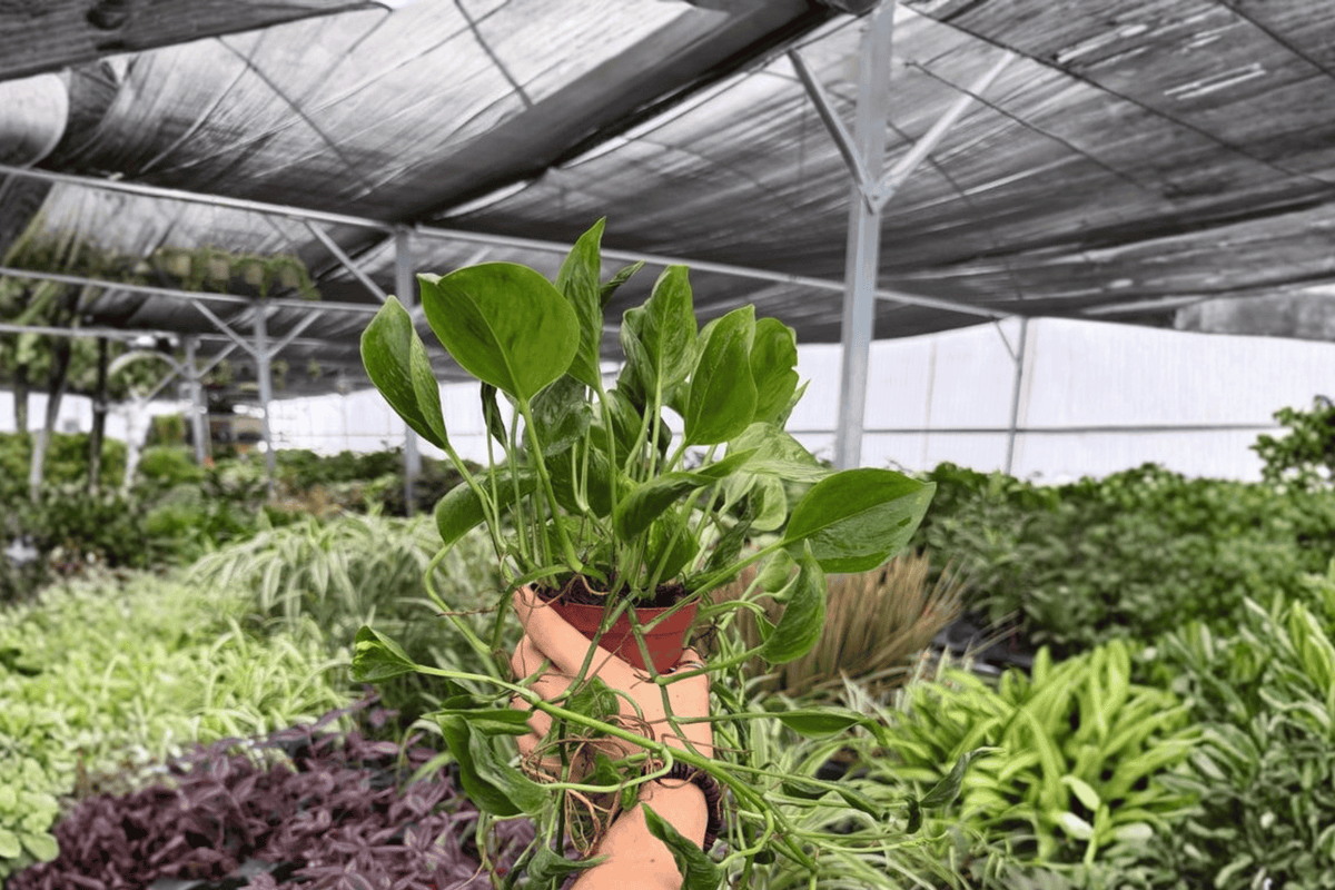 Shangri La Pothos 2 Exact Live Plants – 4-Inch Pots – Epipremnum aureum ‘Shangri La’