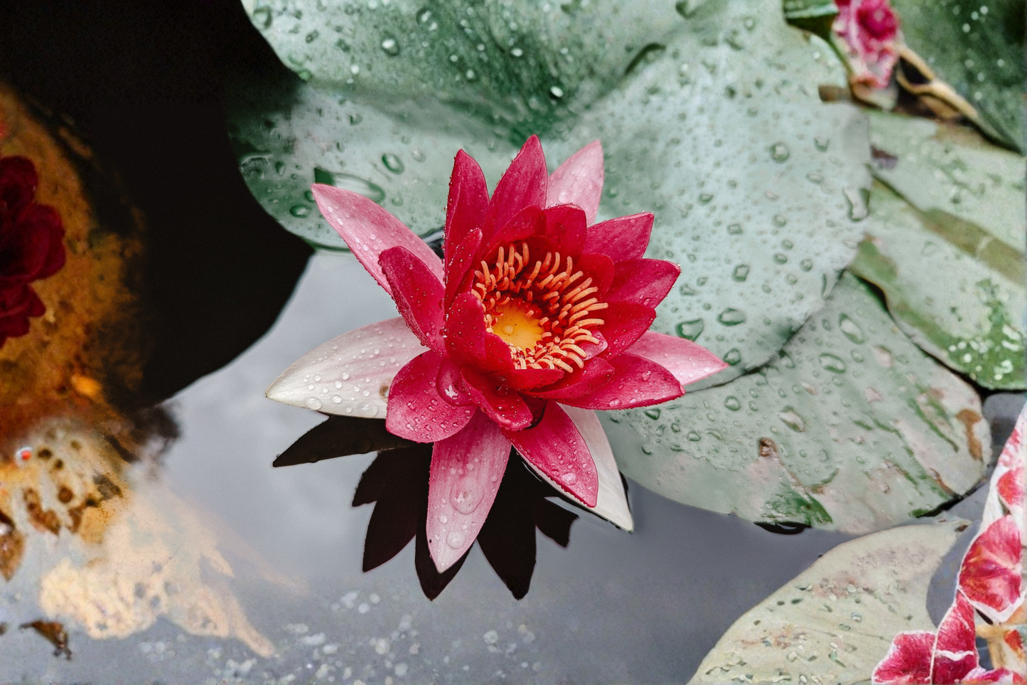 Red Hardy Water Lily Live Tuber – Aquatic Pond Plant (Nymphaea spp.)