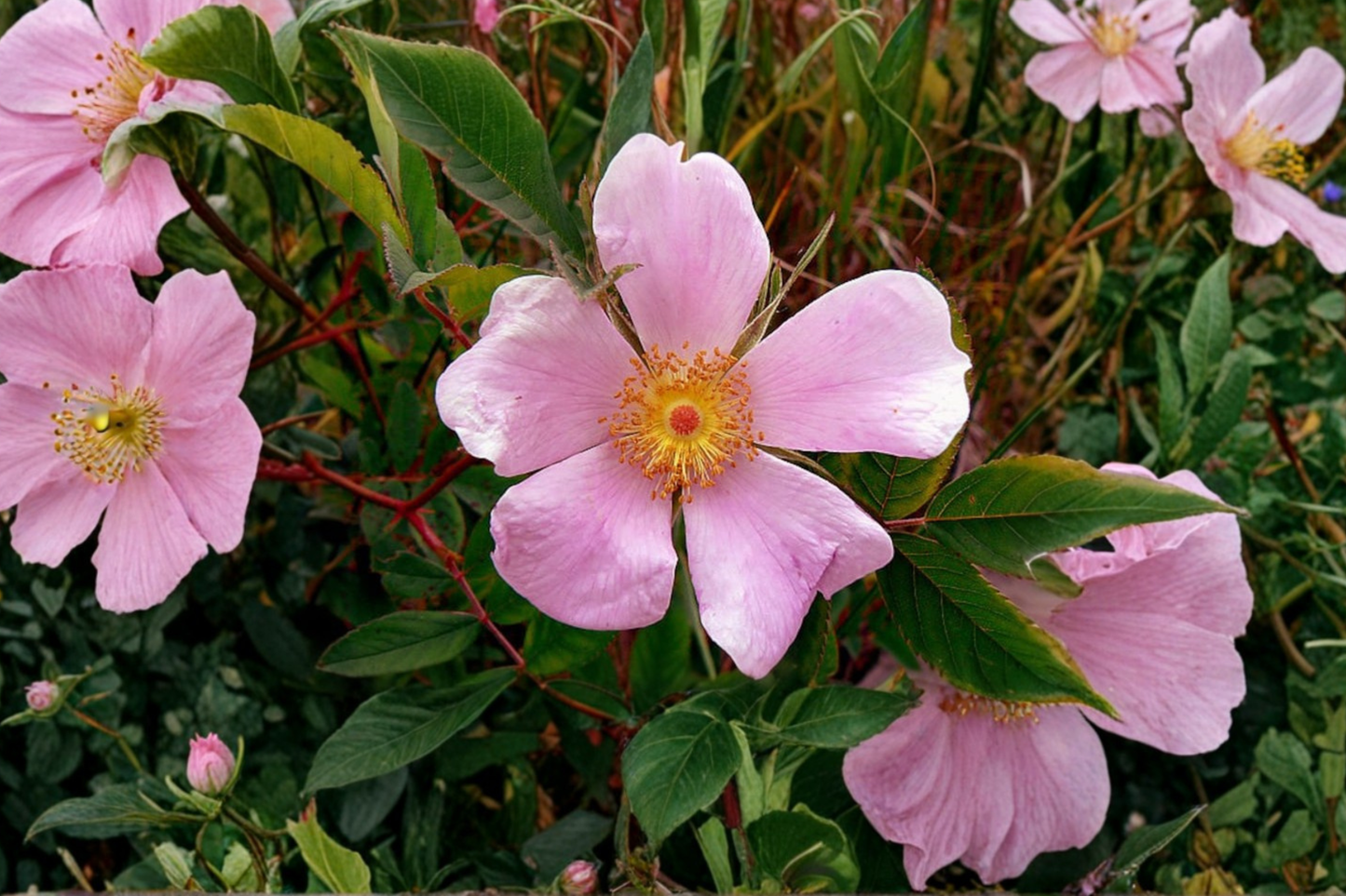 Virginia Rose Native Plant 2 Gallon – Rosa virginiana Pink Flowering Shrub for Garden Landscape