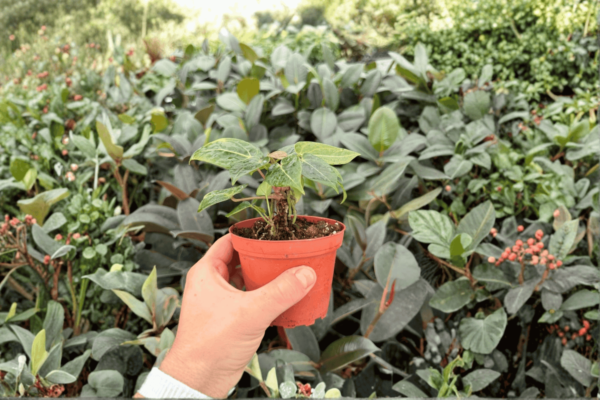 Anthurium Hoffmannii × Hulk 2 Exact Live Plants – Anthurium Hybrid 4” Size Bare Root