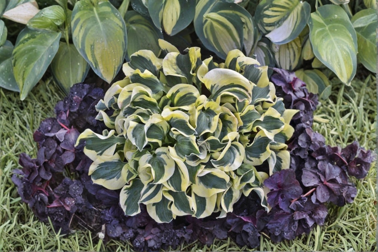 Hosta 'Mini Skirt' Dwarf Live Starter Plant – Miniature Shade Perennial