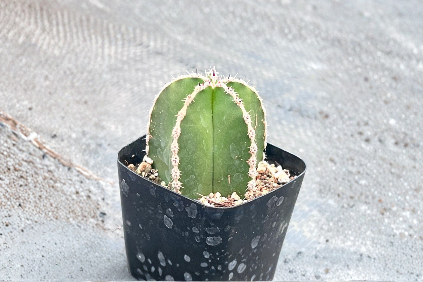 Mexican Fence Post Cactus Live Plant Lemaireocereus Marginatus 2 Inch Pot Indoor Outdoor Succulent Houseplant Gift