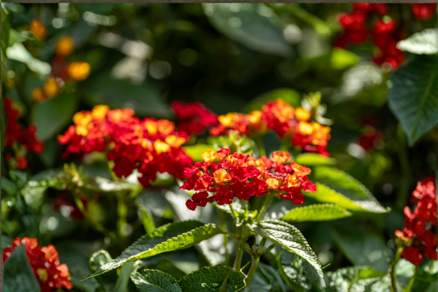 2 Dallas Red Lantana Live Plants – 4–6 Inch Tall – No Pot – Lantana camara