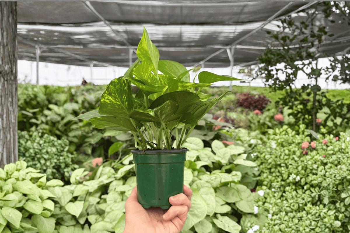 Golden Pothos – 2 Exact Live Plants, 4-Inch Size – Epipremnum aureum
