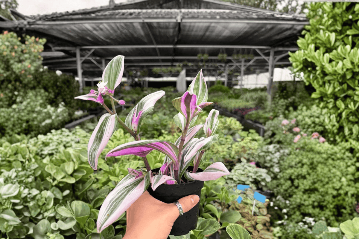 Tradescantia Nanouk 2 Exact Live Plants – Tradescantia ‘Nanouk’ Specific 4” Size Bare Root