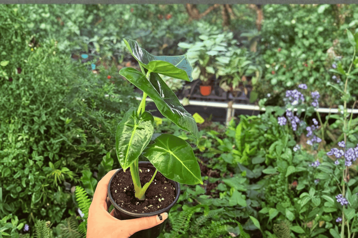 Variegated Alocasia Frydek 2 Exact Live Plants – 4-Inch Pots – Alocasia micholitziana ‘Frydek’