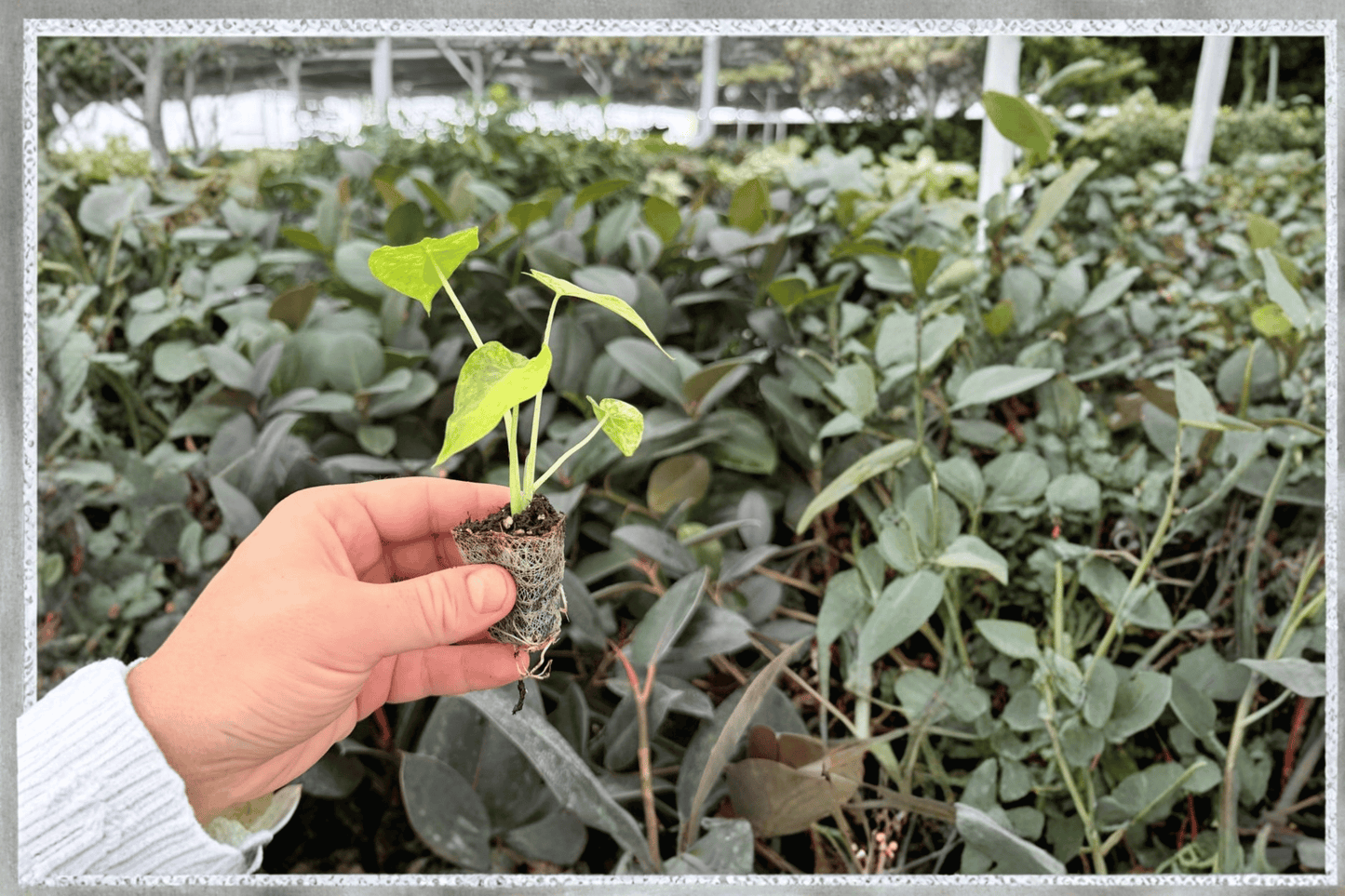 Alocasia gageana Aurea Variegated 2 Exact Live Starter Plants – Soil Pods