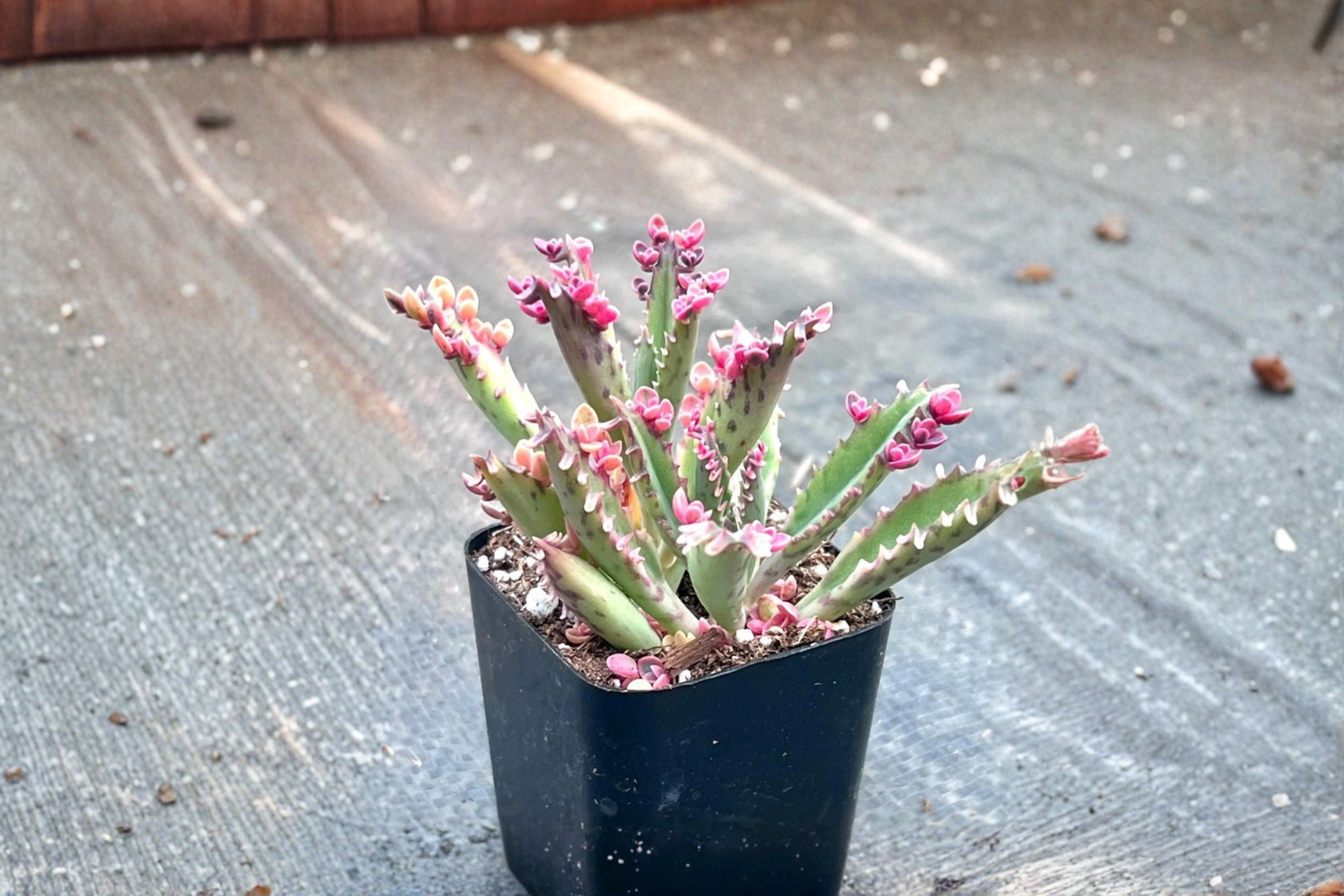 Kalanchoe Pink Butterflies Live Plant Rare Succulent Indoor Houseplant Starter Gift