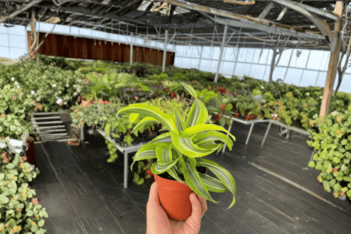 Dracaena Lemon Lime Surprise 2 Live Plants – 4” Size Bare Root