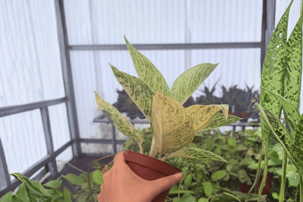 Shipping Notice: Plants are grown in 2-inch nursery pots for cultivation, but the pots are NOT included. Plants are shipped bare root to reduce shipping cost and minimize transit stress
