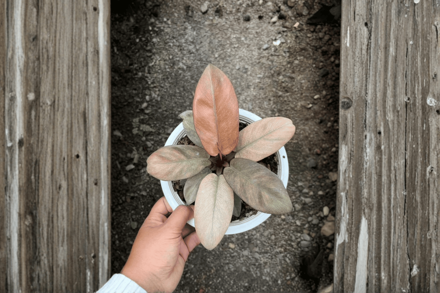 2 Philodendron 'Black Cardinal Mint Variegated' Tissue Culture Plants Bare Root
