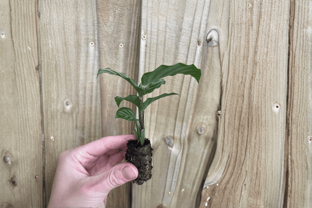 Calathea Freddie 2 Live Starter Plants – 2-Inch Pot Size – Goeppertia concinna ‘Freddie’