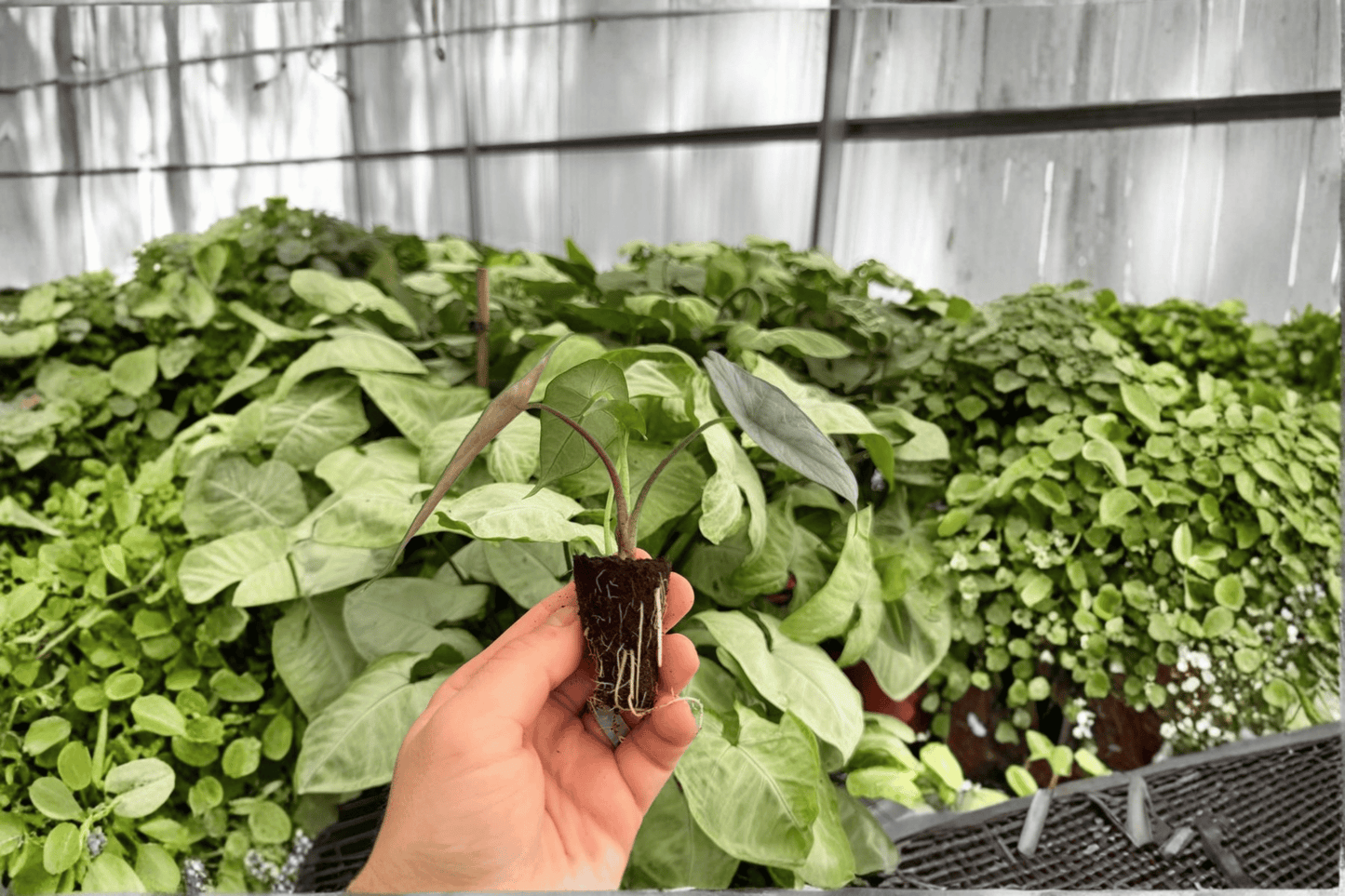 Alocasia Silver Wings 2 Exact Live Starter Plants – Alocasia Hybrid
