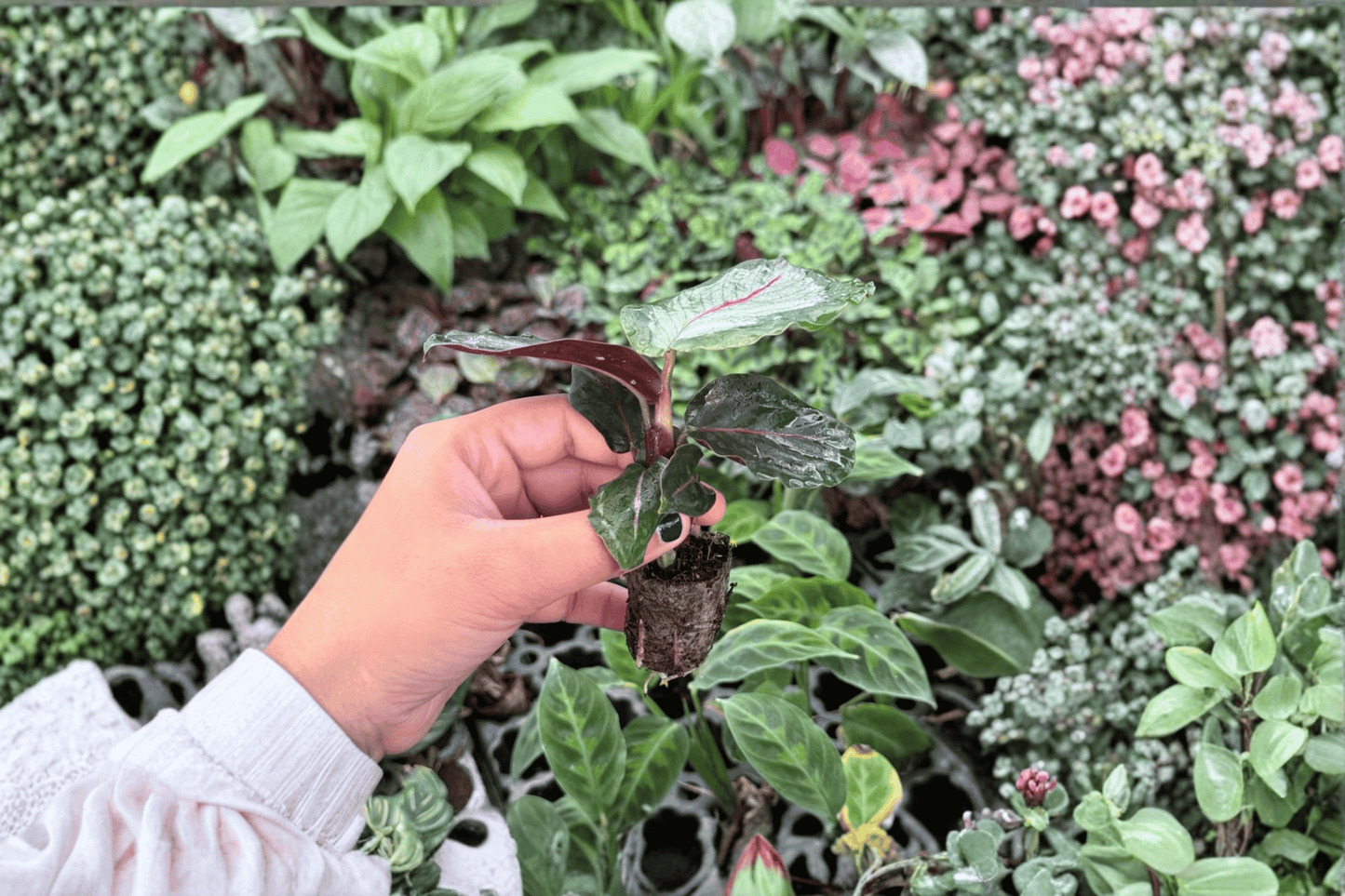 2 Calathea 'Northern Lights' Starter Plants – Live Tropical Prayer Plants