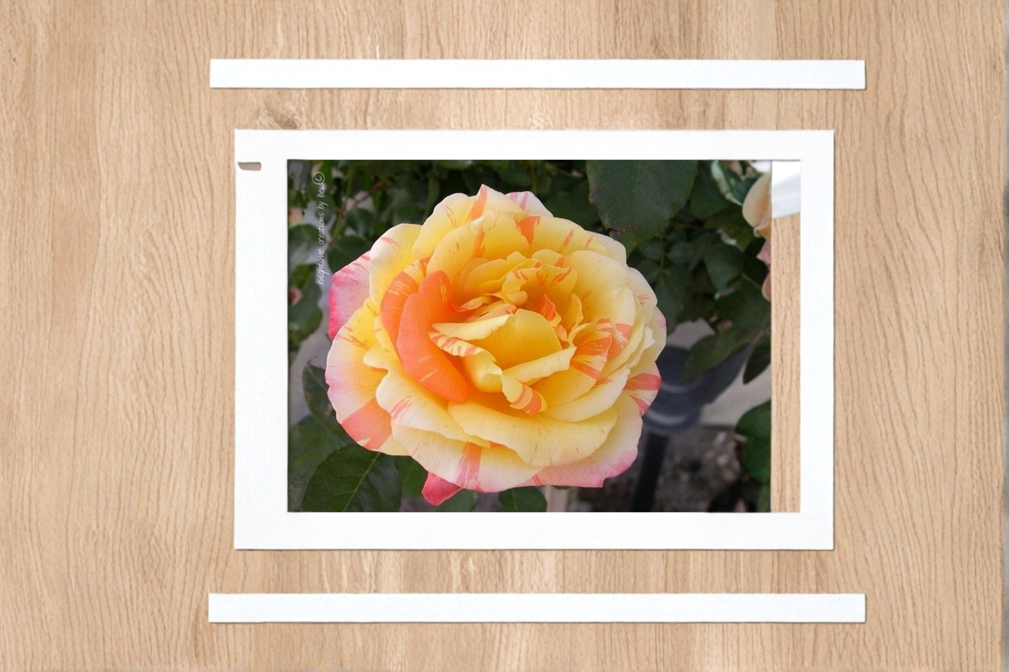 Yellow and Pink Rose Seeds Rare Two Tone Rose Variety 20 Seeds Ornamental Flower Garden Planting Seed Pack