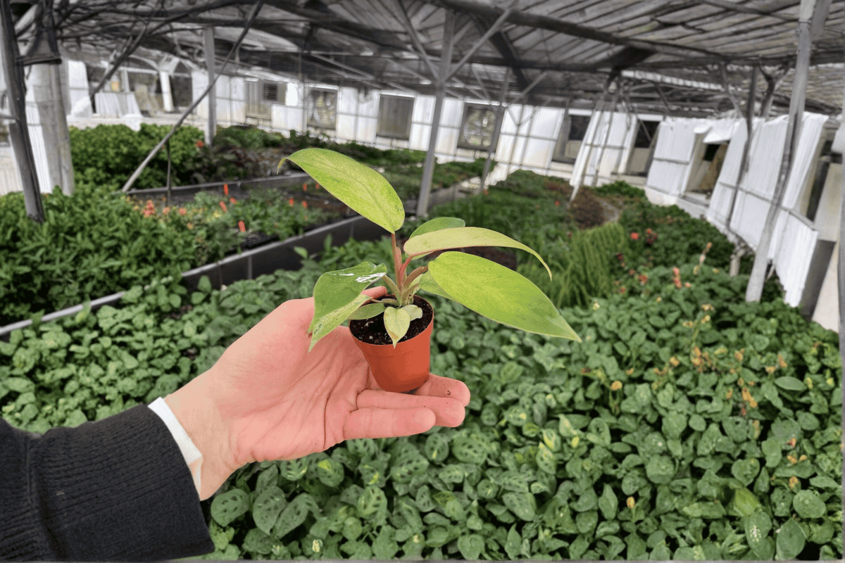 2 Philodendron Snowdrift Starter Plants – Philodendron ‘Snowdrift’