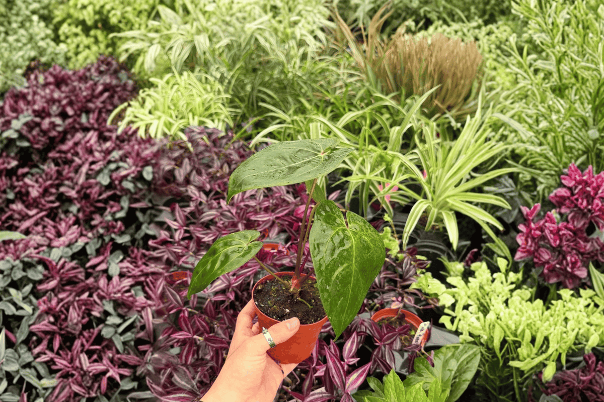 Anthurium Dark Phoenix x Papillilaminum – 2 Exact Live Plants in 4” Pots