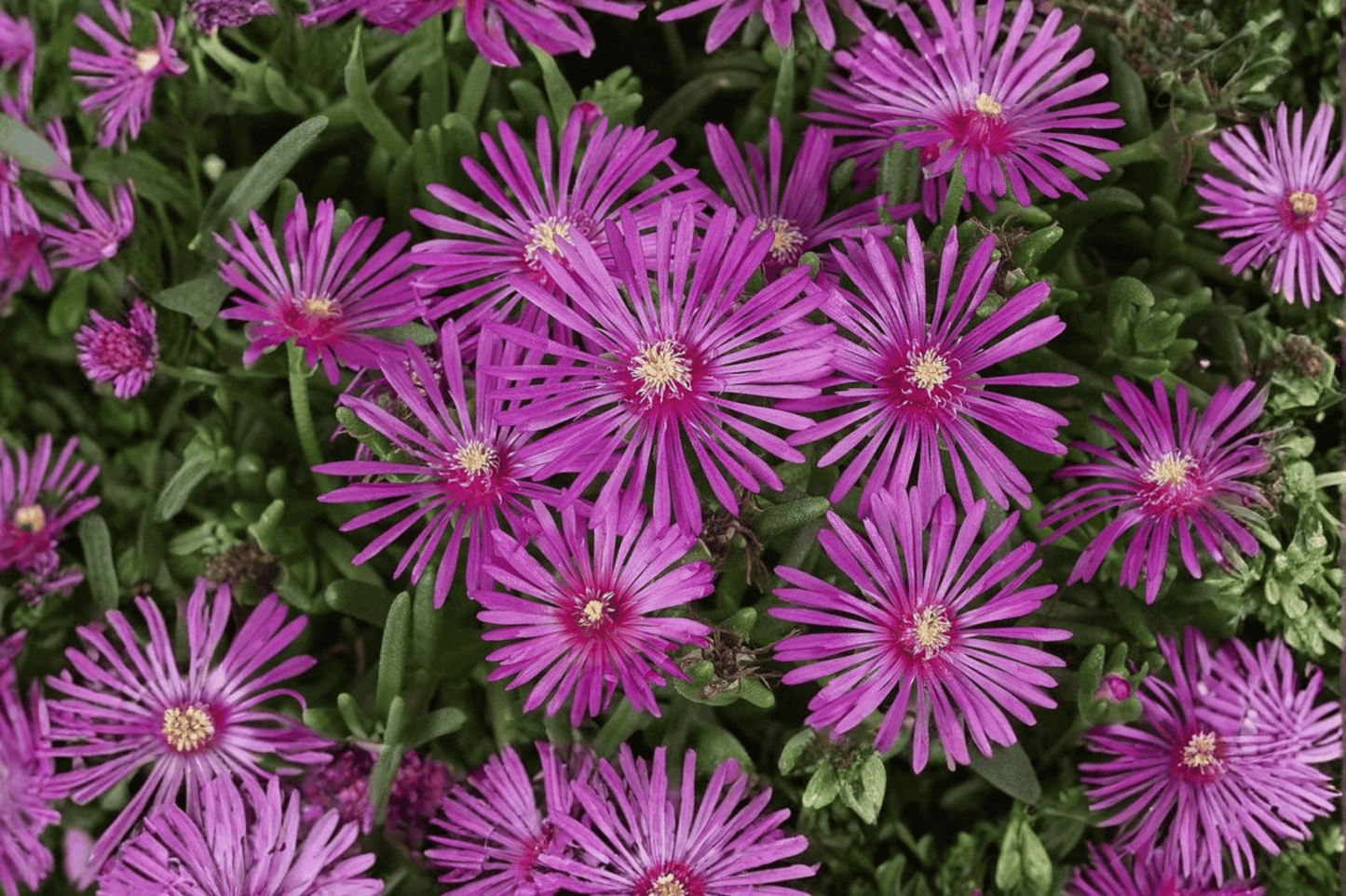 Early Bird Purple Ice Plant 1 Live Plant – 4-Inch Pot – Delosperma cooperi ‘Early Bird Purple’