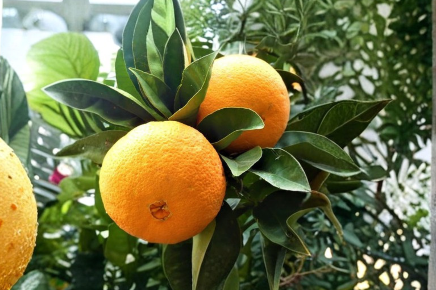 Washington Navel Orange Tree Live Plant 3 Gallon Bearing Size Citrus Tree Sweet Orange Fruit Tree Patio Garden