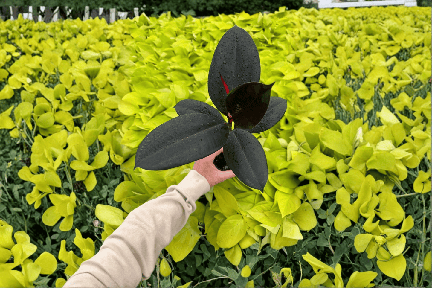 2 Ficus Black Prince Live Plants in 4-Inch Pots – Ficus elastica 'Black Prince'