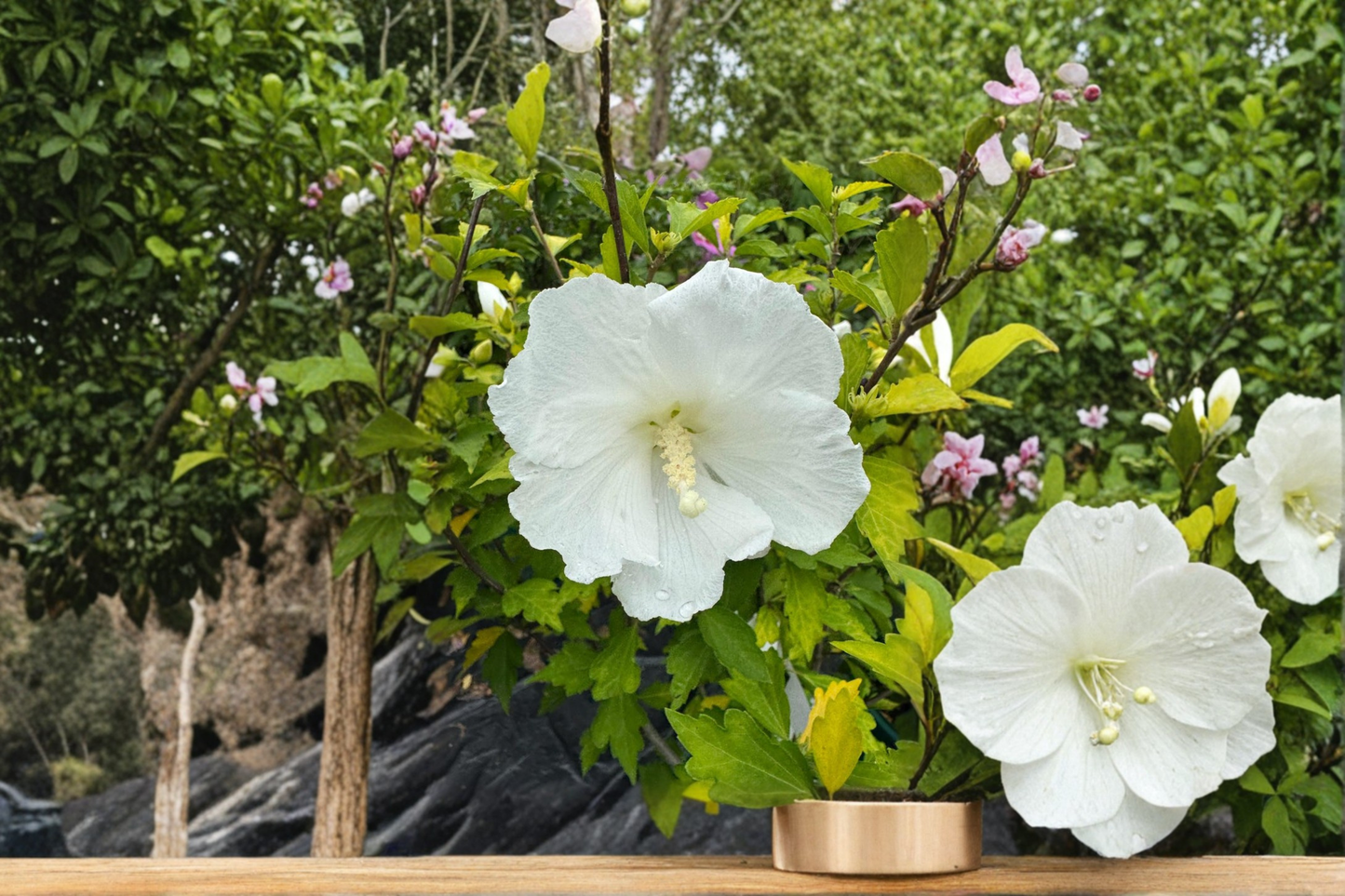 Diana Rose of Sharon Live Plant 2 Gallon Pot White Flower Hibiscus Shrub Summer Bloom Garden Landscape Plant