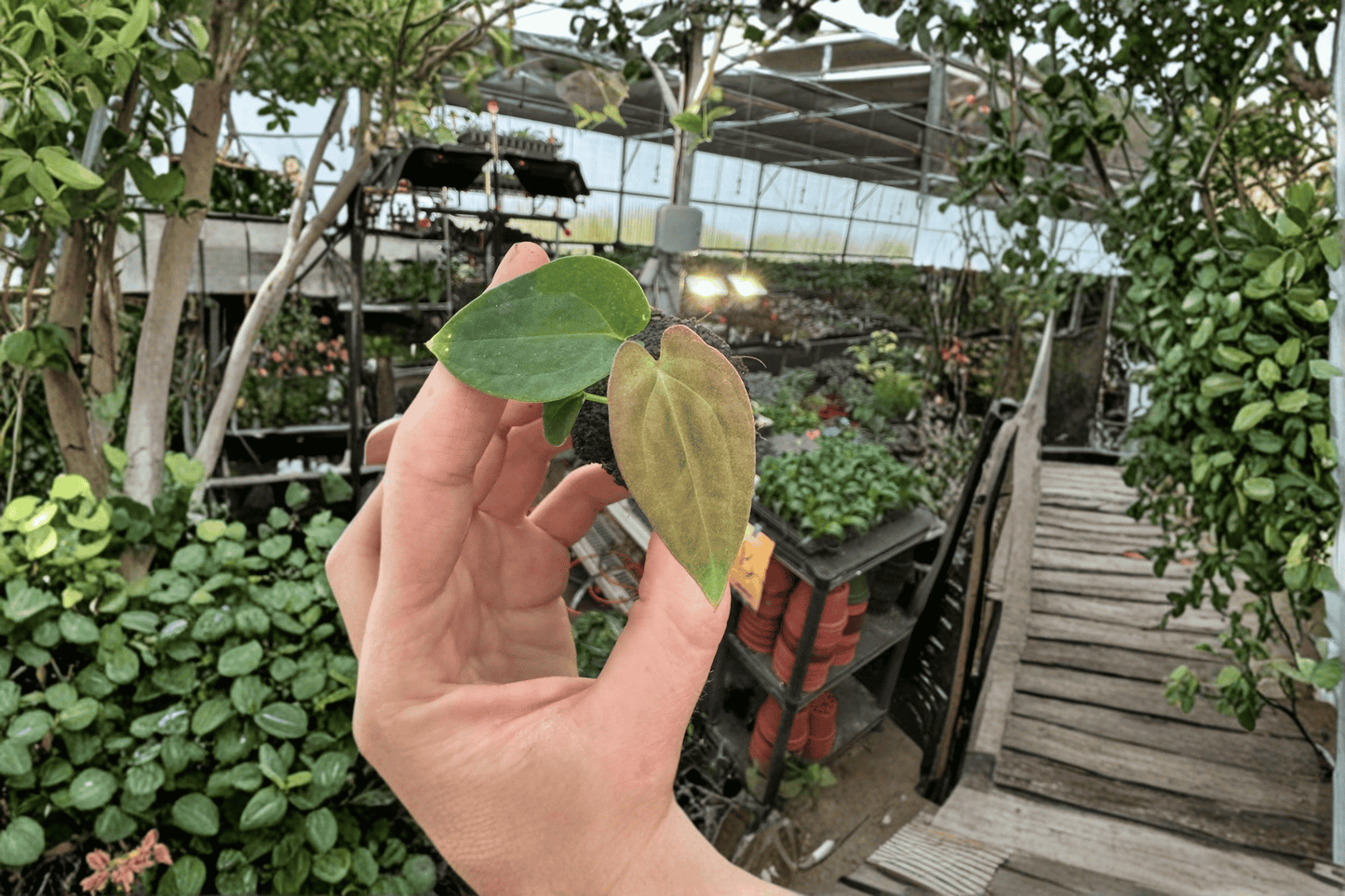Anthurium Guna Yala × Black Velvet Eastern Panama Live Starter Plant – 2 Plants Bare Root – Originally Grown in 2" Pot