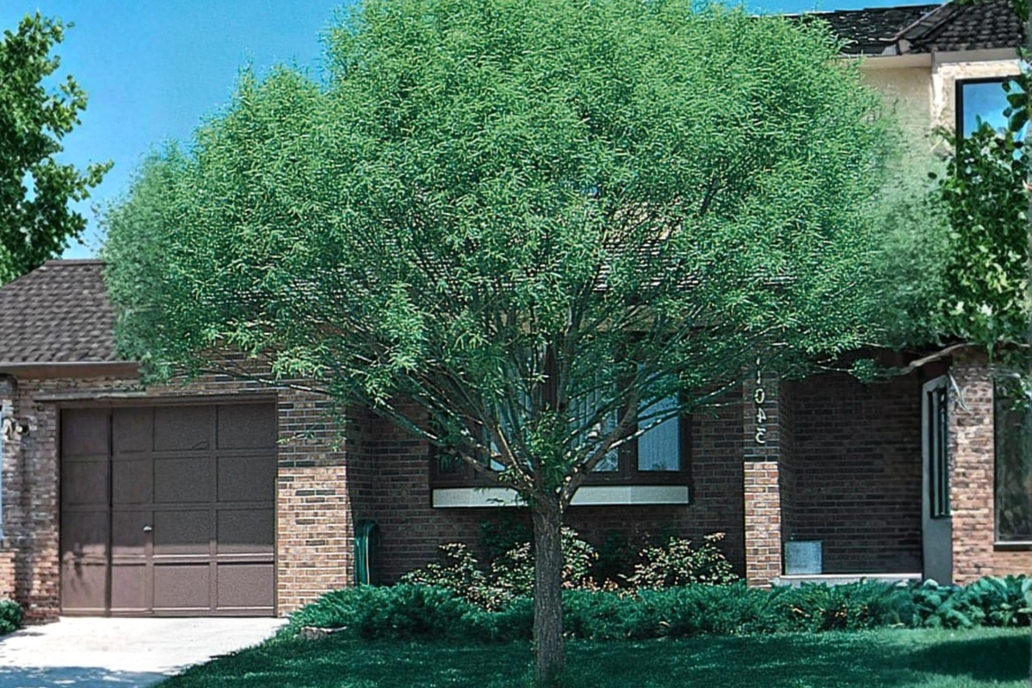 Globe Willow Tree Live Plant 4–6 Ft – Fast Growing Shade Tree for Landscaping, Deciduous Willow Tree for Yard Garden