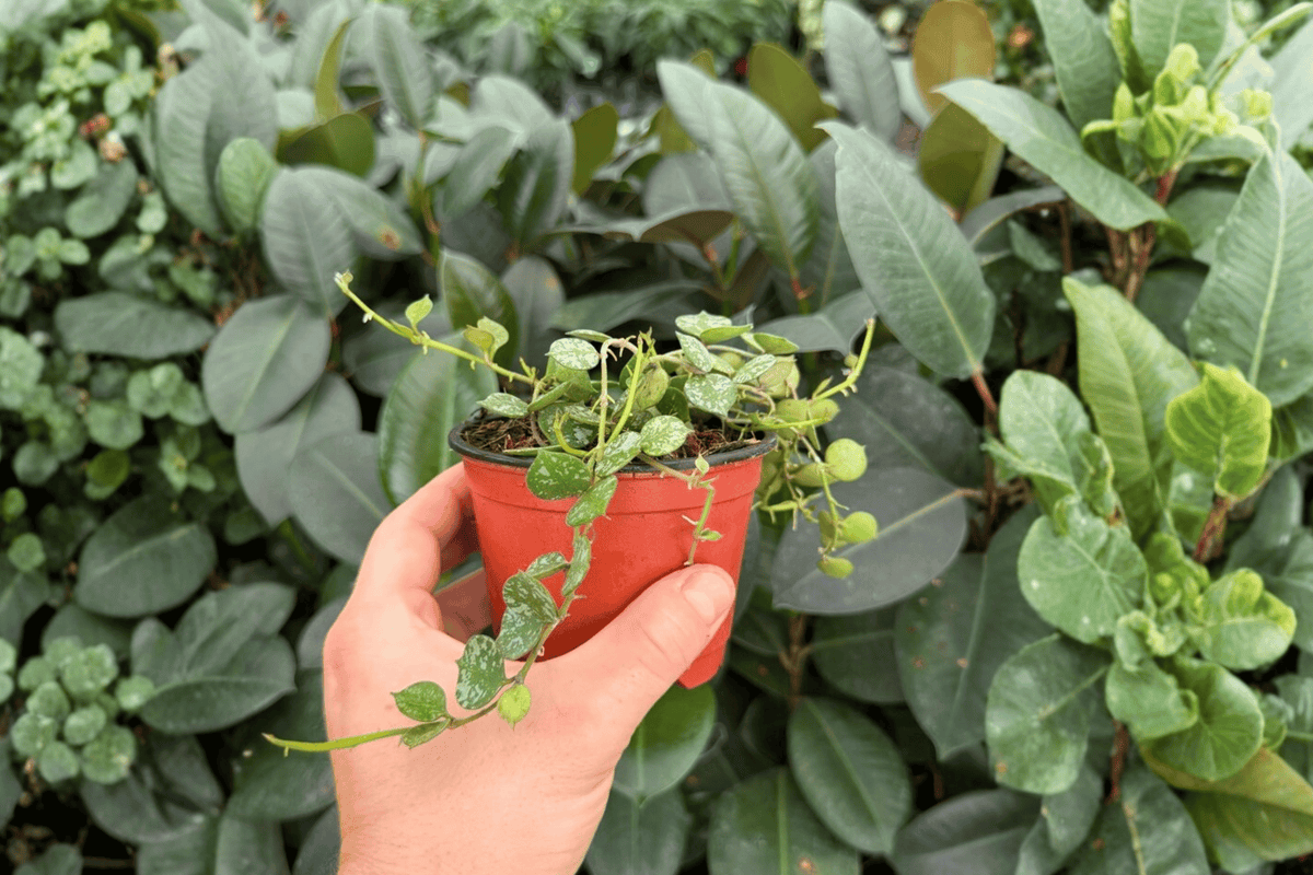 Hoya Curtisii 2 Exact Live Plants – Specific 4-Inch Pots – Hoya curtisii