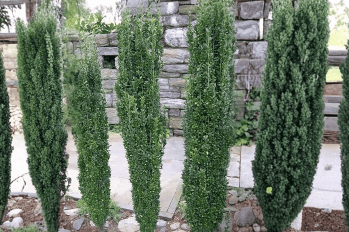 Sky Pencil Japanese Holly 1 Live Evergreen Shrub, 3 Gallon Pot – Ilex crenata ‘Sky Pencil’
