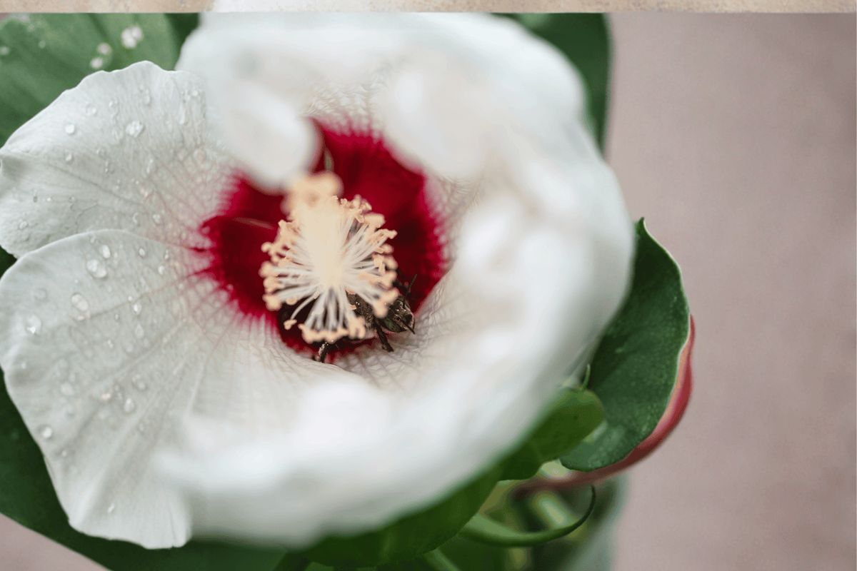 Luna White Hardy Hibiscus 1 Live Flowering Perennial, 1 Quart Pot – Hibiscus moscheutos ‘Luna White’