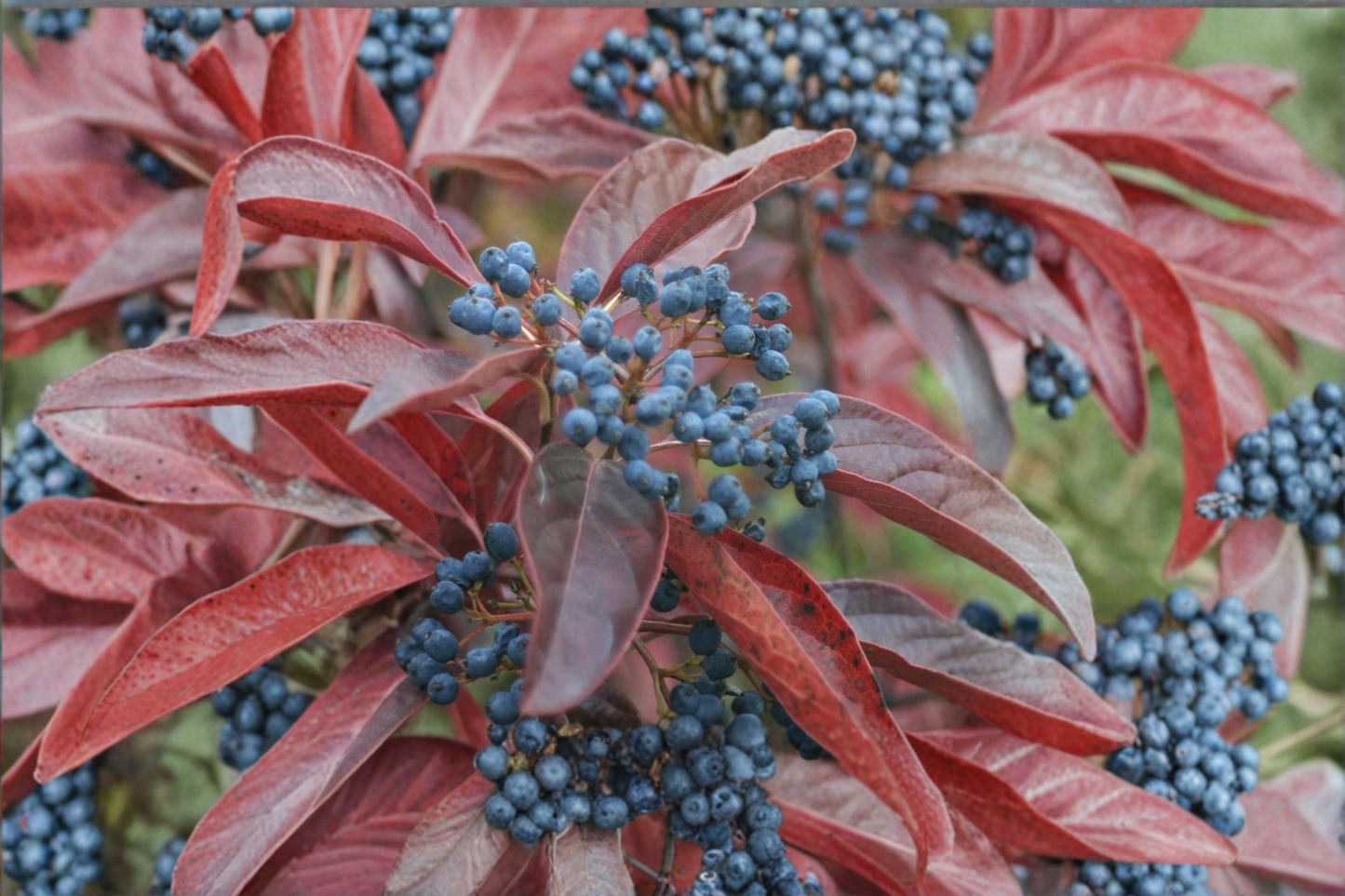 Winterthur Viburnum Native Plant 2 Gallon – Viburnum nudum White Flowering Shrub with Colorful Berries