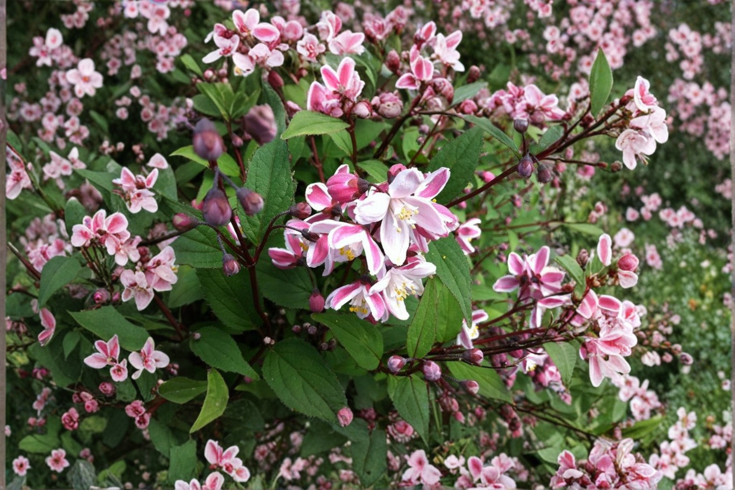 Nikko Blush Deutzia Live Plant 1 Gallon 12 Inch Tall – Deutzia crenata Pink White Flowering Shrub Compact Garden Plant