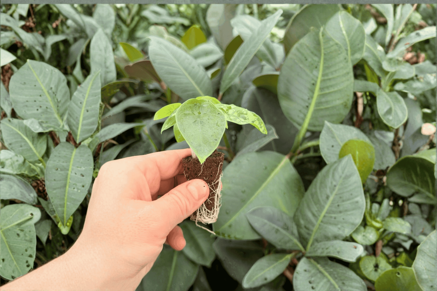 Alocasia Shattered Glass 2 Exact Live Starter Plants – Alocasia Cultivar