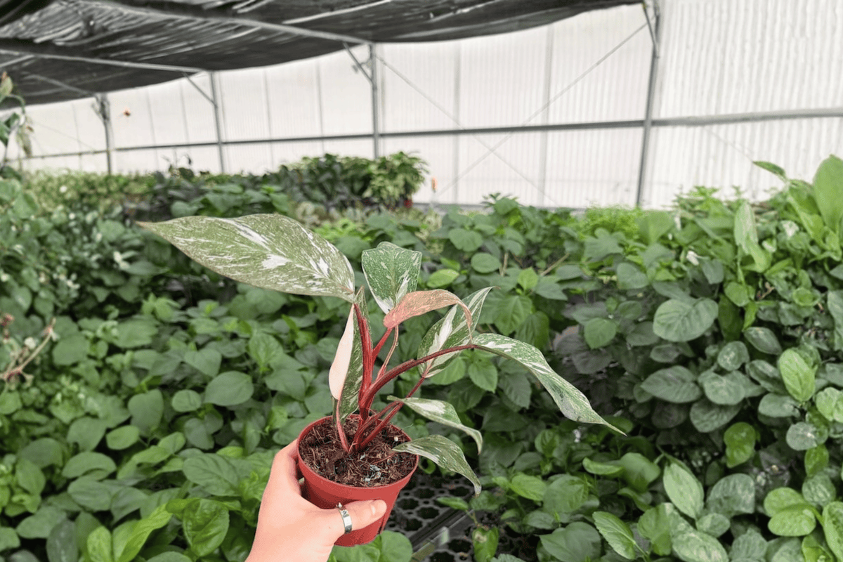 2 Exact Plant Philodendron Pink Naomi Live Plants – Specific 4-Inch Pots
