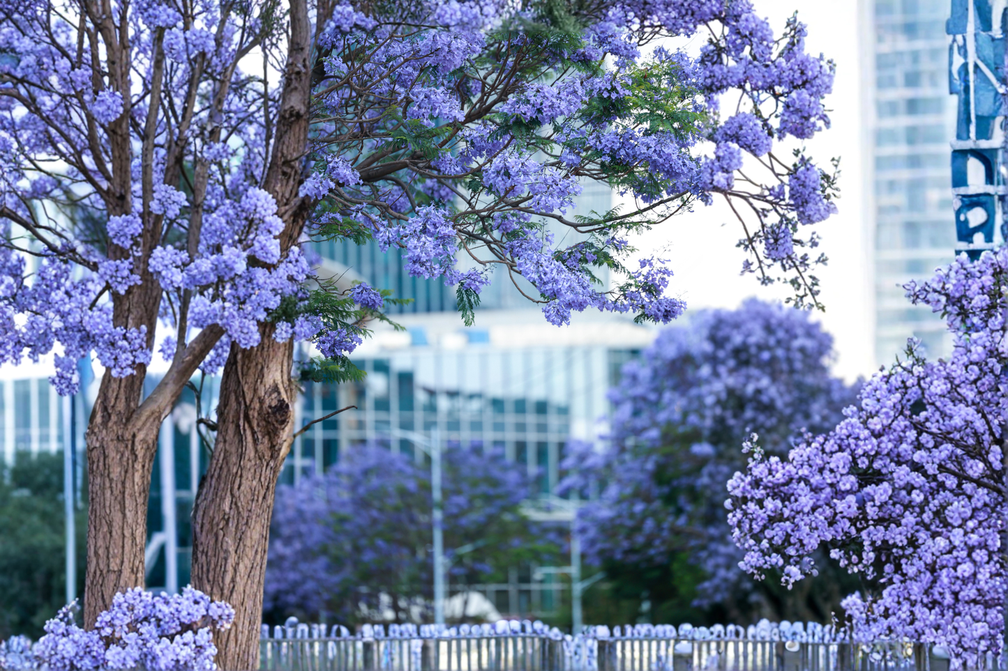 3 Blue Jacaranda Live Trees in 3-Inch Pots 6–8 Inches Tall – Jacaranda mimosifolia