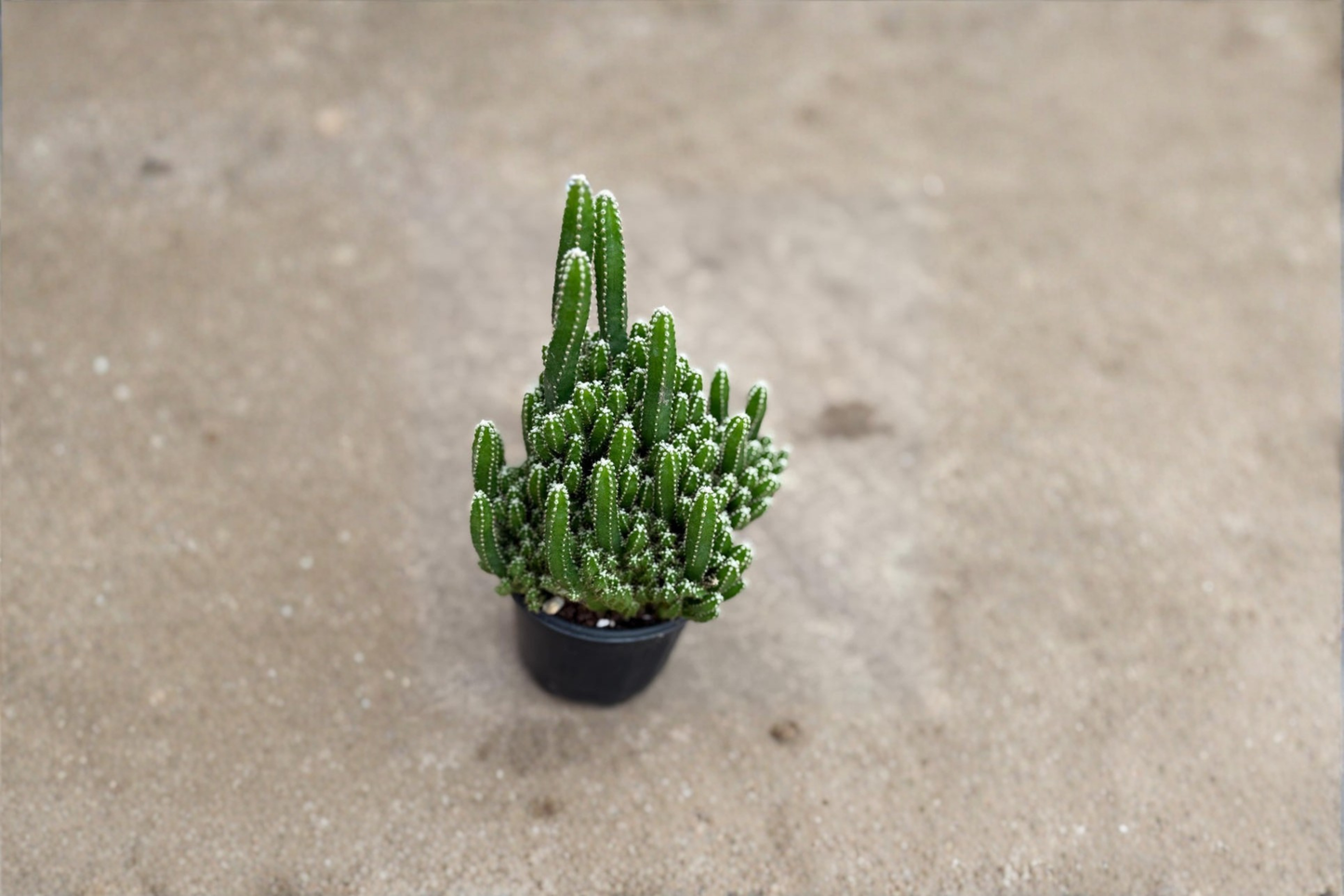 Fairy Castle Cactus Live Plant Mini Succulent Indoor Cactus Easy Care Houseplant Starter Plant Home Office Decor