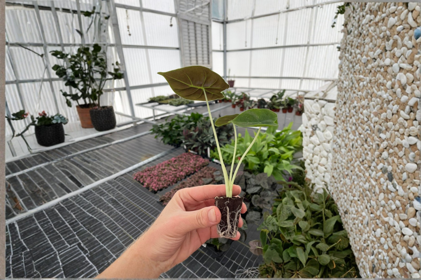 2 Alocasia Golden Bone (Frydek × Bullata) Live Starter Plants – Bare Root Hybrid