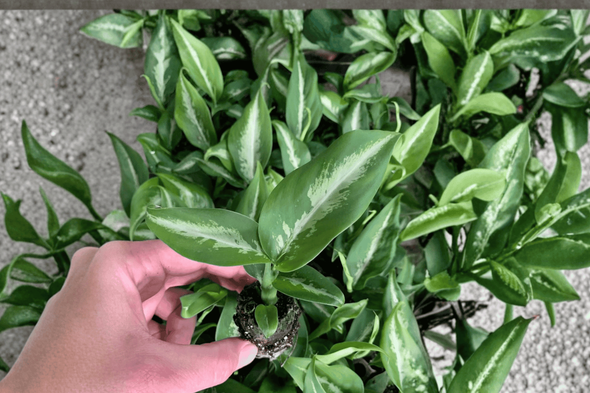 Dieffenbachia Cougar 2 Live Starter Plants – Variegated Bare Root Plants