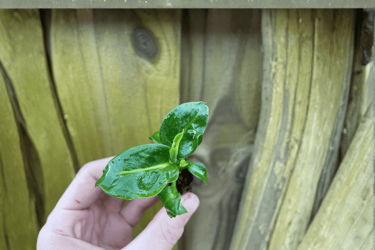 2 Dieffenbachia 'Green Magic' Starter Plants – Bare Root Live Plants