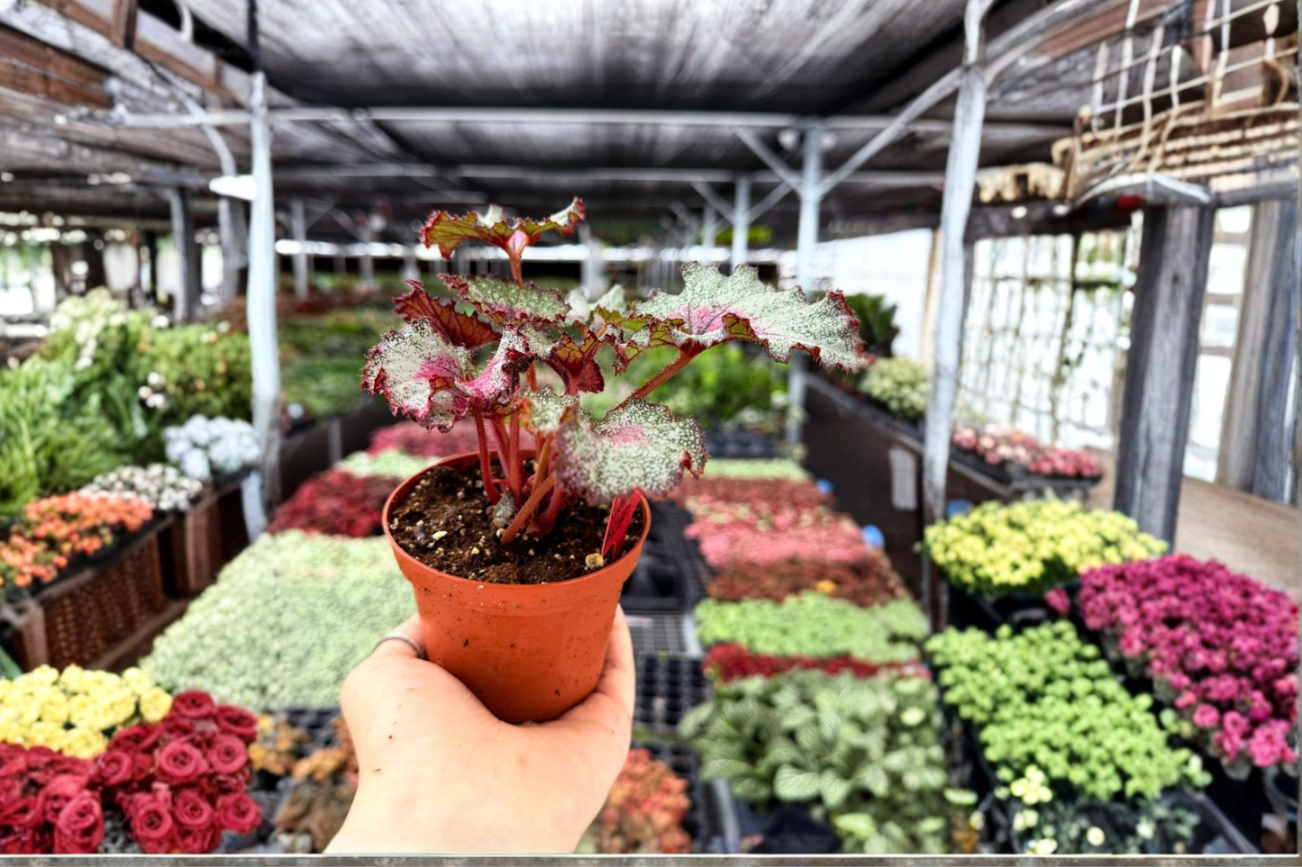 2 Exact Begonia 'Sleigh Bells' Live Plant – 4-Inch Potted Houseplant