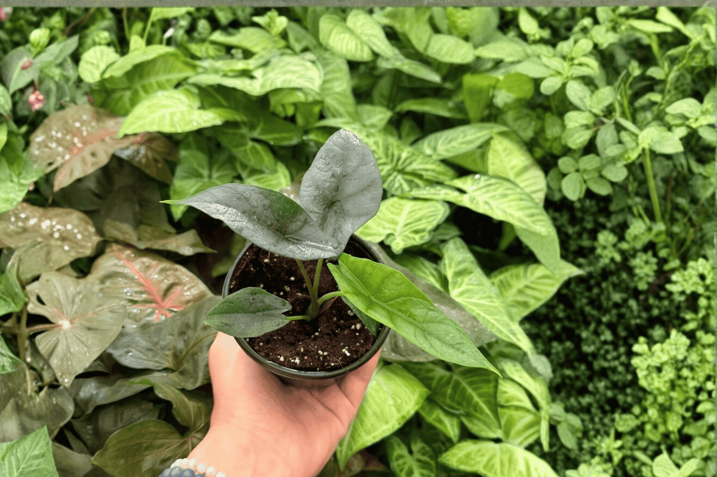 2 Exact Alocasia 'Silver Wings' (Silver Dragon × Scalprum) Live Plants in 4-Inch Pots