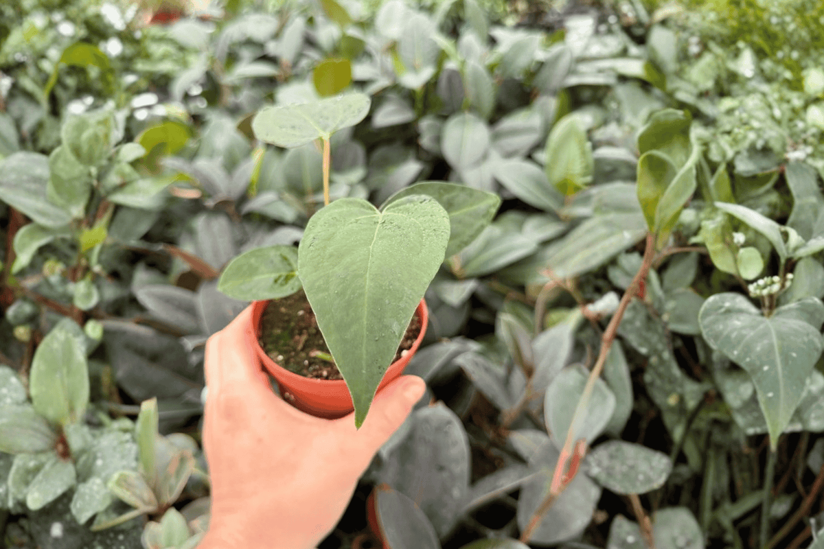 Anthurium Xone × Papi Red Sinus 2 Exact Live Plants – Anthurium Hybrid 4” Size Bare Root
