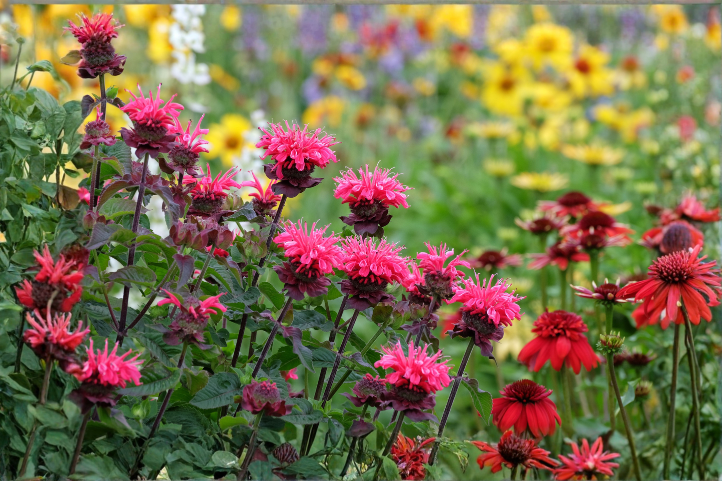 6 Mixed Color Bee Balm Live Plants – Monarda (Bergamot) – Perennial Butterfly Garden Plants