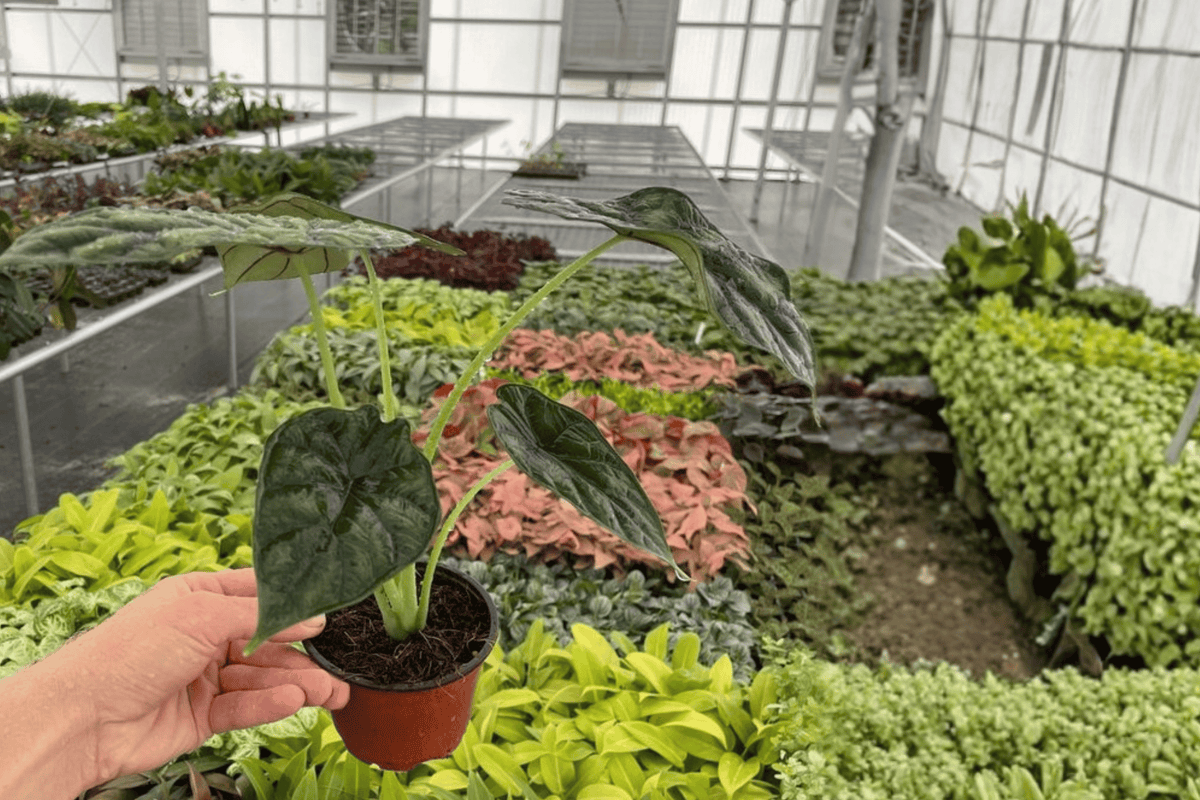 2 Alocasia Dragon Scale Live Plants in 4-Inch Pots – Alocasia baginda ‘Dragon Scale’