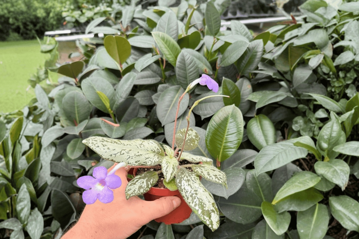 2 Michaelmoelleria Vietnamensis Exact Live Plants – Specific Plants in 4” Pots