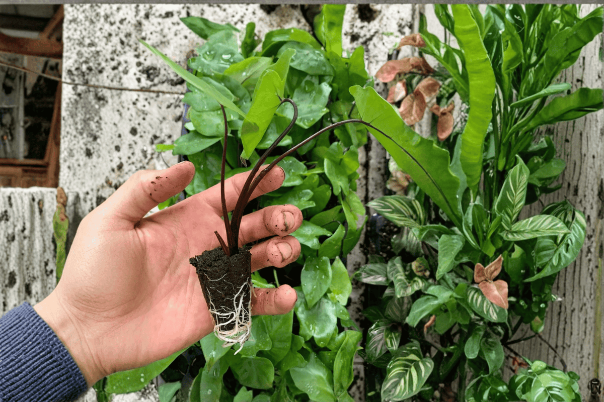 Alocasia Black Stem 2 Live Starter Plants – Soil Pods – Alocasia ‘Black Stem’